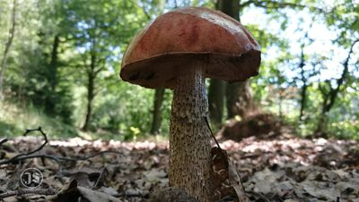 Der Burgwald