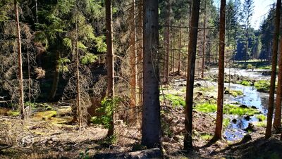 Der Burgwald