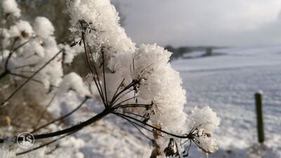 Der Burgwald