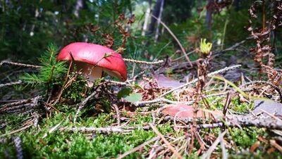 Der Burgwald