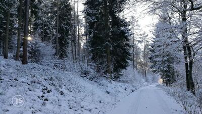 Der Burgwald