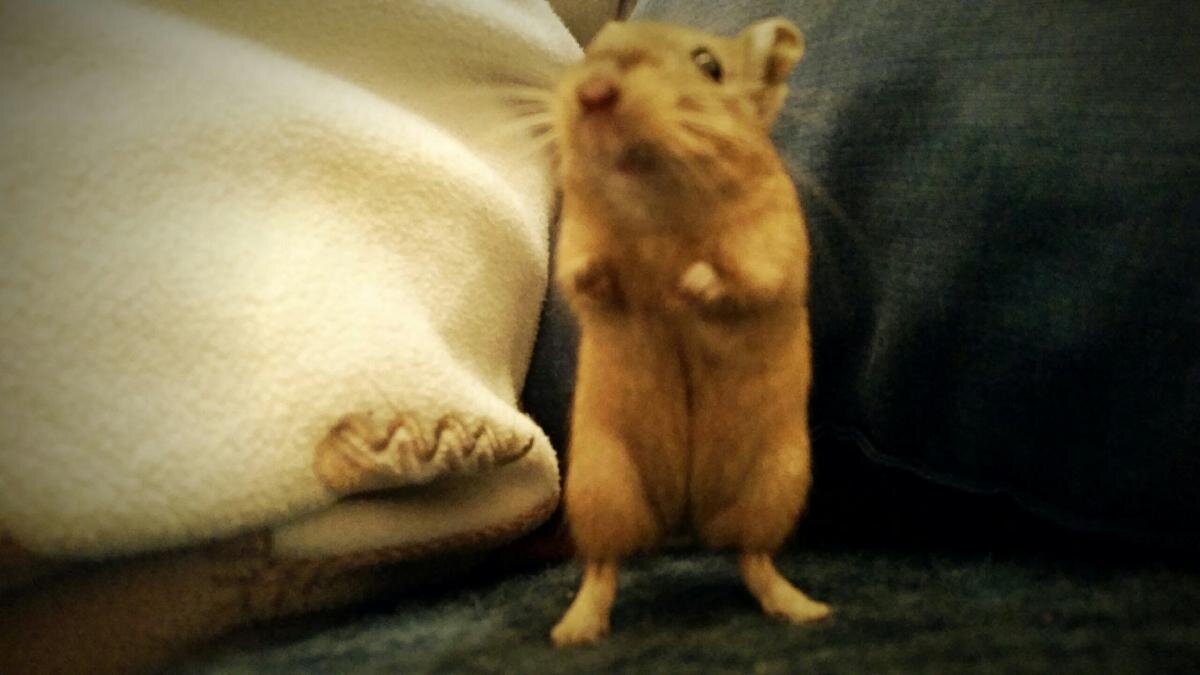 Rennmäuse