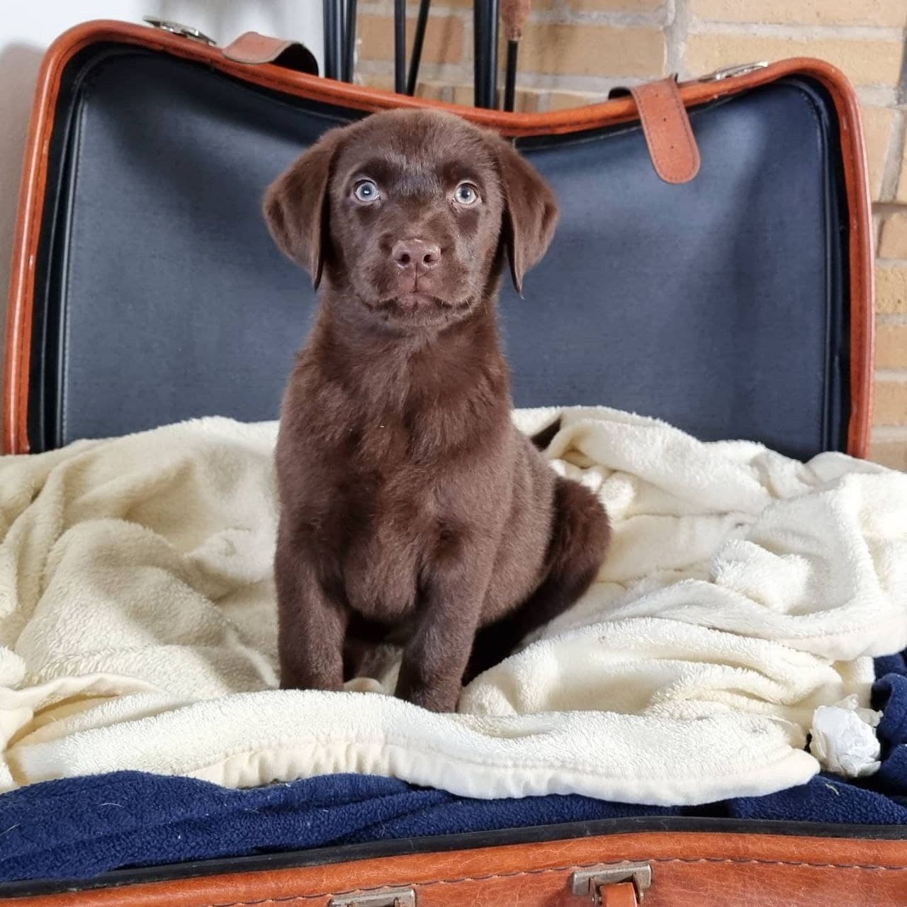 Morpheus - brauner Labrador-Rüde